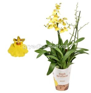 Oncidium 2st Mьnsterland Stern