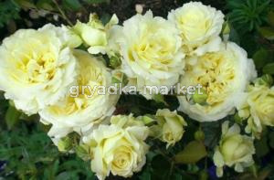 Роза плетистая Эльф v5 Lav