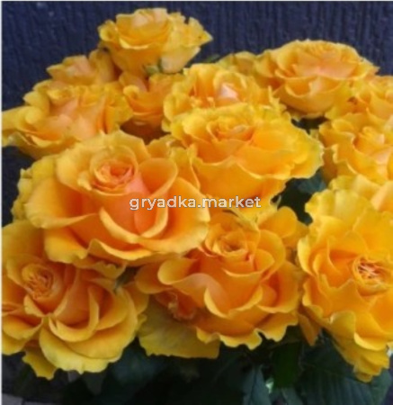 Роза Сфинкс чайно-гибридная 1шт (Сиберика)