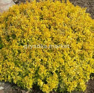 Барбарис Тунберга Тини Голд 20-40 С2 ГлХ