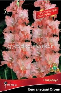 Гладиолус Бенгальский Огонь 12+ крупн. 5шт