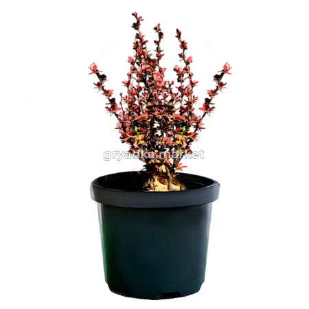 Барбарис тунберга Оранж Санрайз C3 20-30 2