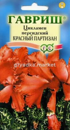 Цикламен Красный Партизан персидский 3 шт. Гавриш