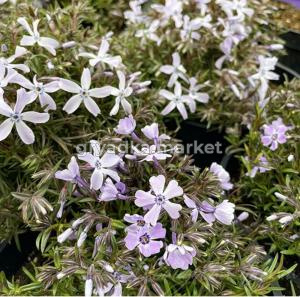 Флокс шиловидный 