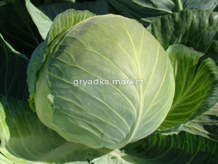 Капуста б-к Бригадир F1 10шт (Престиж)