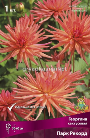 Георгина кактусовая Парк Рекорд (60см, диаметр 18см, розово-медно-оранжевые с желтым центро, 1шт, I)