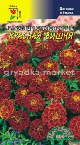 Бархатцы откл.Красная вишня, (низк.махр). Цвет.Сад