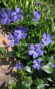 Барвинок малый Ла Грэйв (С1,5)