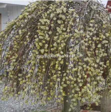 Ива козья Кильмарнок С4 Шт-120 ПА/25