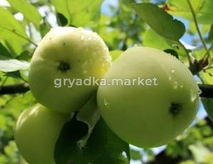 Яблоня Папировка (Питомник ВН)