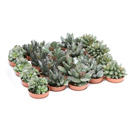 Адромискус Микс, уп. (D-5) Адромискус Микс, уп. (D-5)