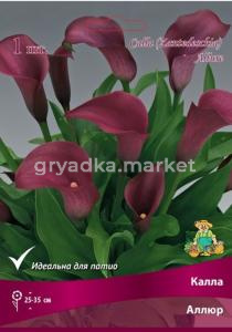 Калла Аллюр (винно-красный, 1шт, 14-16)