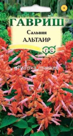 Сальвия Альтаир карлик 5шт Гавриш
