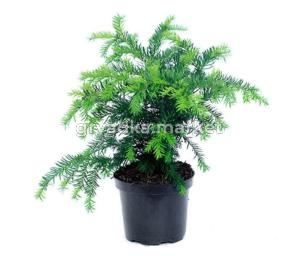 Тисс ягодный Репанденс v2 Lav