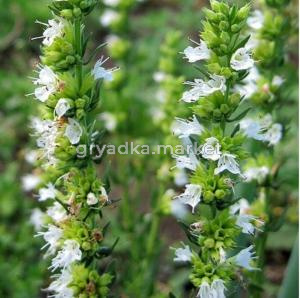 Иссоп лекарственный, C3 (белый)