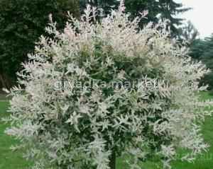 Скриншот 21-04-2026 112245