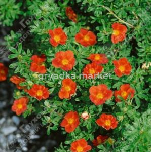 Скриншот 16-04-2026 100011