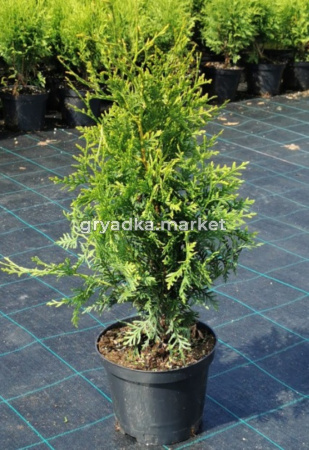 Туя западная Брабант (Thuja occ. Brabant  С3)