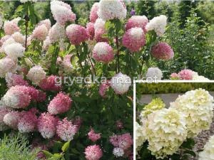 Гортензия метельчатая  Коттон Крем С3 СП-22
