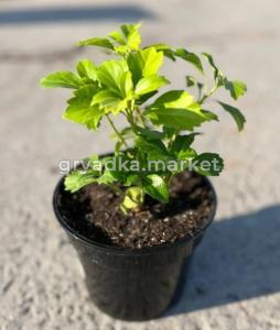 Пахизандра верхушечная с3 (Никитенко)