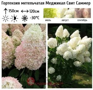 Гортензия метельчатая Меджикал Свит Саммер С3 СП (зеленые, белые, розовые)