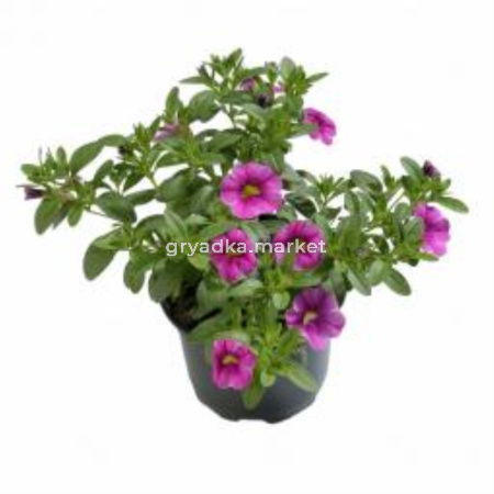 Рассада калибрахоа С0,5