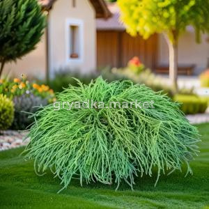 Кипарисовик горохоплодный Бэби Блю C 7,5 30-40 2