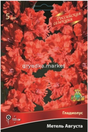 Гладиолус гофрированный Метель Августа 5шт (ало-краный с оранжевыми нотками)