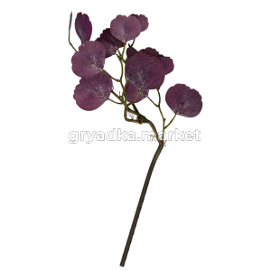 ветка эвкалипта