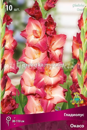 Гладиолус крупноцветковый Окасо 10шт (светло-лососёвый, почти персиковый, 10-12, h110см)