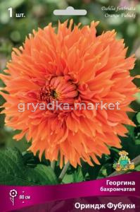 Георгина бахромчатая Ориндж Фубуки (насыщенно-оранжевый, кончики лепестков более светлые, 1шт, I)