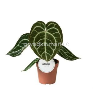 Антуриум Кристаллический 12см