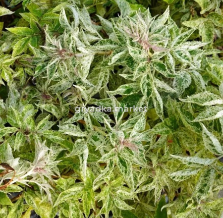 Бузина черная Пулверулента 30-50 С3 ГлХ