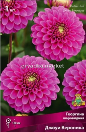 Георгина декоративная Джоуи Вероника