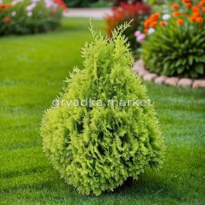 Туя складчатая Корник 100-120cm RB C15 1