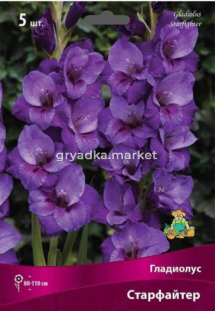 Гладиолус крупноцветковый Старфайтер (фиолетовой окраски с переливами, 80-110см, 5шт, 12-14)