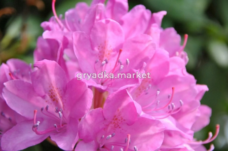 Рододендрон крупноцветковый 'Roseum Elegans' С5 ГлХ-23