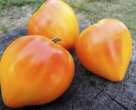 Скриншот 31-10-2024 102824