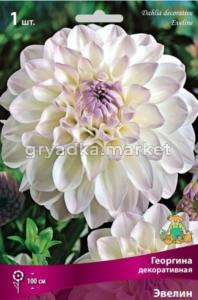 Георгина декоративная Эвелин