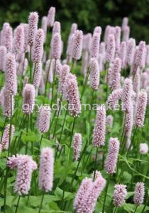 Горец змеиный Superba, C3