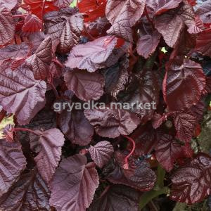 Лещина обыкновенная Ред Маджестик C7,5 40-60 1