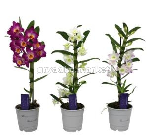 Дендробиум Нобиле Микс 12см