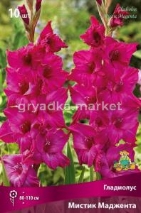 Гладиолус крупноцветковый Мистик Маджента 10шт (яркой пурпурной окраски, 10-12)