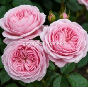 Роза Мария Тереза 1шт флорибунда (Сем Алт)