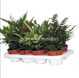 Птерис Микс С12 Н30