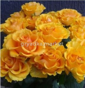 Роза Сфинкс чайно-гибридная 1шт (Сиберика)