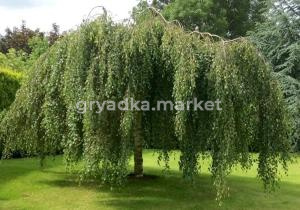 Береза повислая Юнги