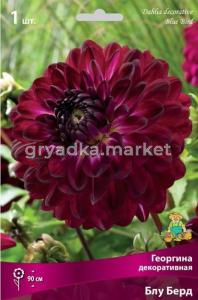Георгина декоративная Блу Берд (тёмно-вишневый, 1шт, I)