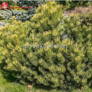 Сосна горная Офир 30-50 С7,5 ГлХ