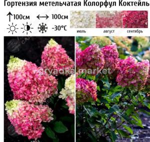 Гортензия метельчатая Колорфул Коктейль С7,5 ГлХ 